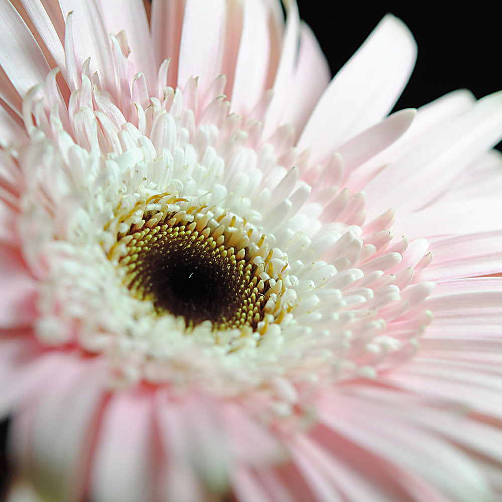 Pink and White Daisy Digital Image Download