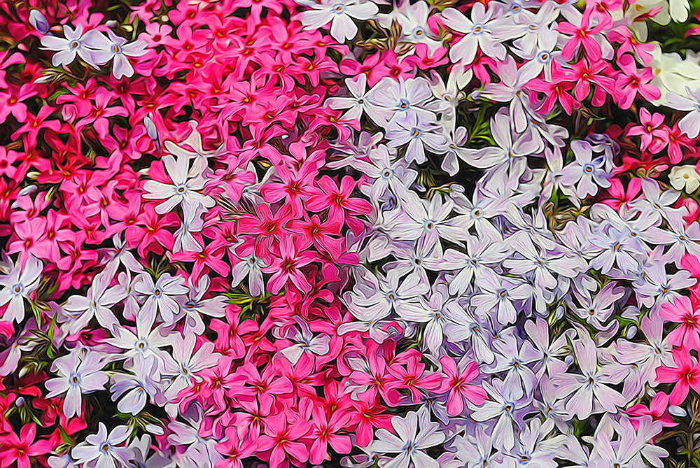 Pink and White Phlox Digital Image Download