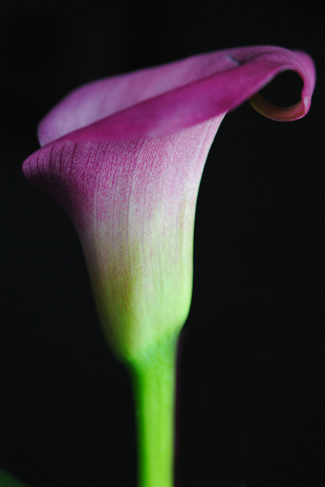 Pink Calla Lily Profile Digital Image Download