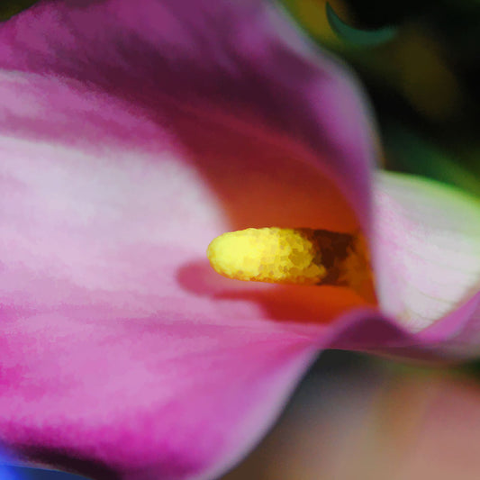 Pink Calla Lily Sideways Digital Image Download