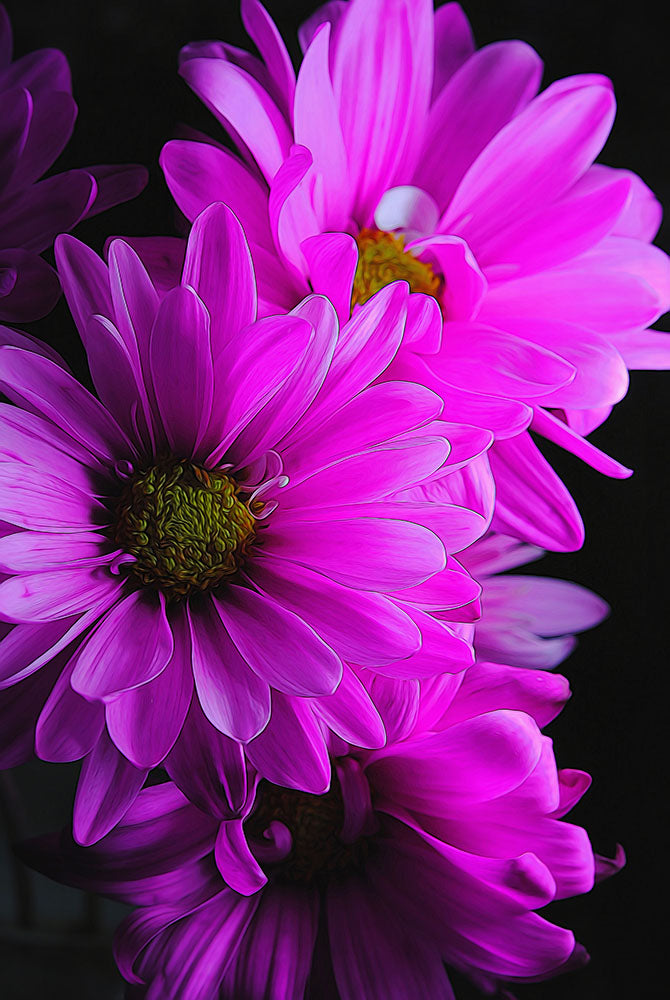 Pink Daisies Digital Image Download