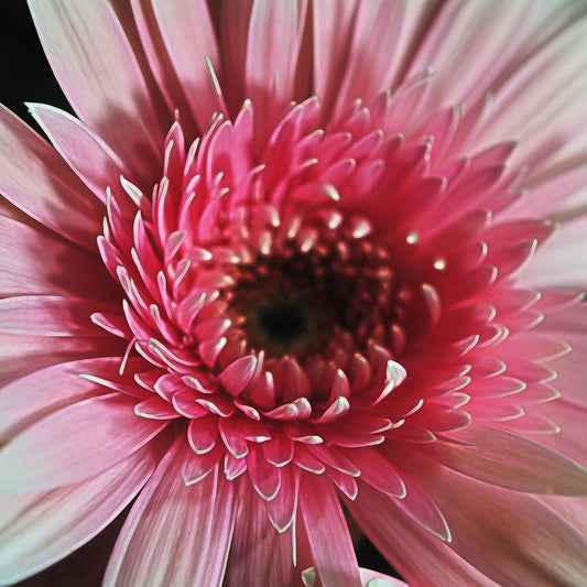Pink Daisy Close Up Digital Image Download