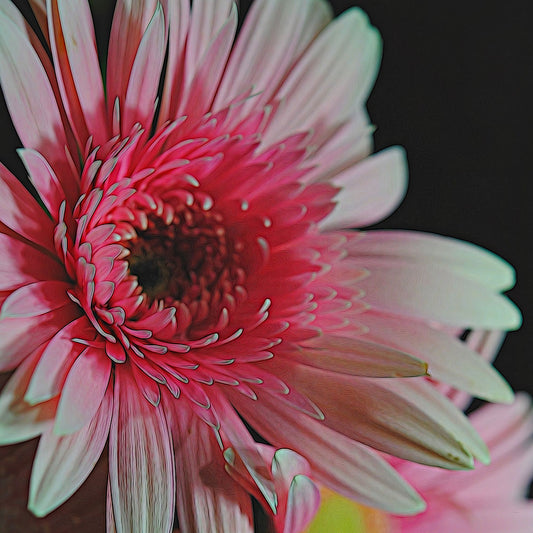 Pink Daisy Sideview Digital Image Download