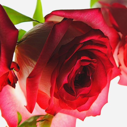 Pink Edge Rose Digital Image Download