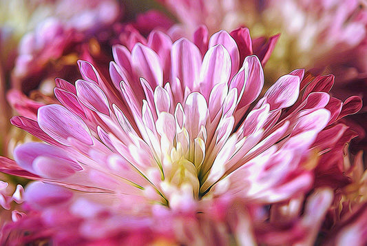 Pink Flower Petals Close Up Digital Image Download
