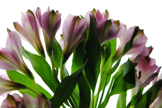 Pink Flowers Green Stems Digital Image Download