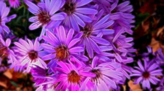 Purple Flower Garden