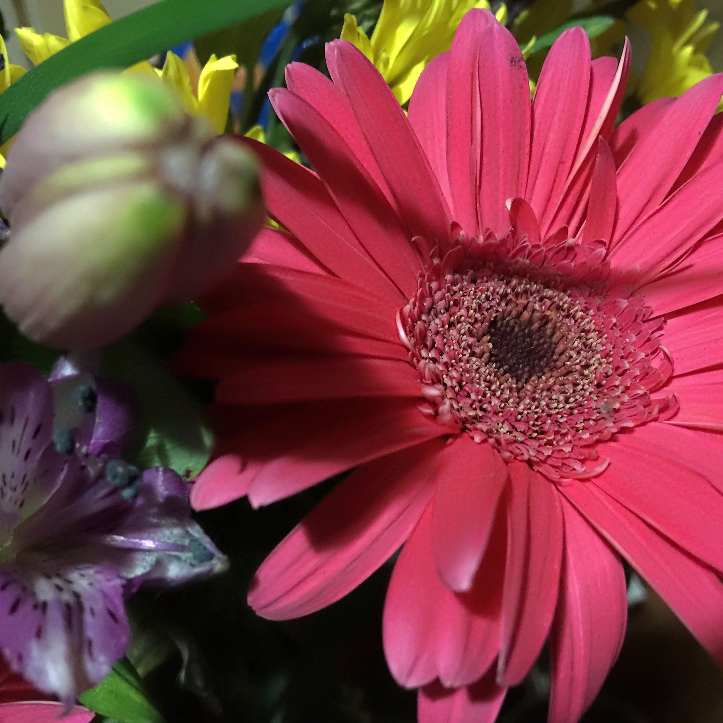 Pink Gerbera Daisy In Shadow Digital Image Download