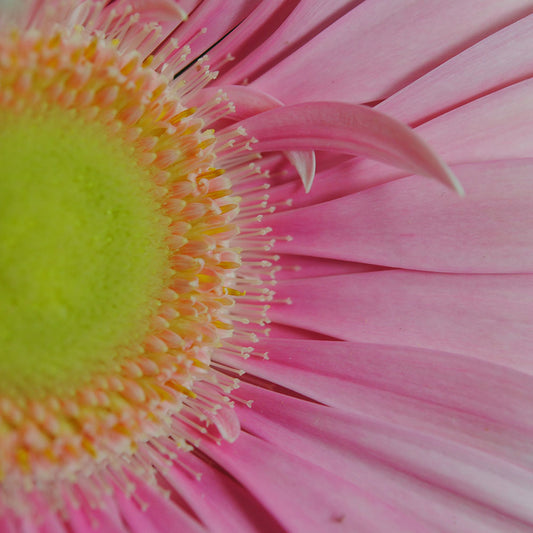 Pink Pastel Daisy 2 Digital Image Download