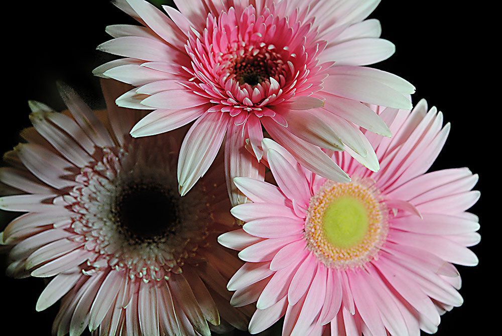 Pastel Pink Daisy Bouquet