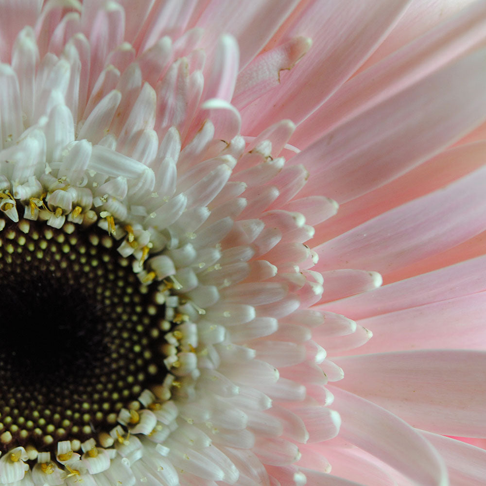 Pink Pastel Daisy White Center Digital Image Download