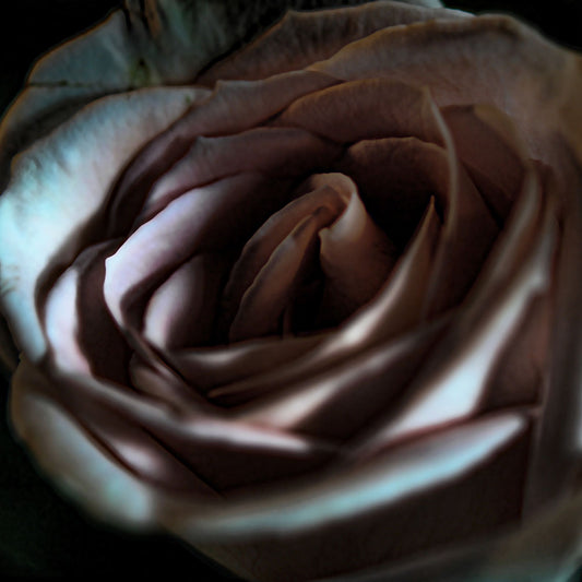 Pink Rose At Night Digital Image Download