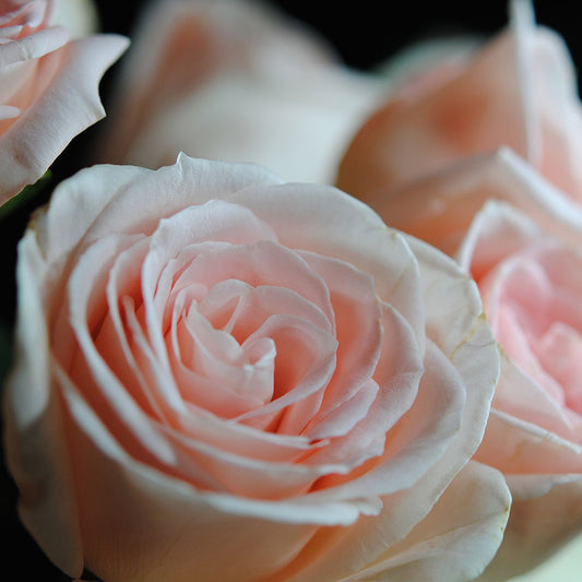 Pink Rose Group Digital Image Download