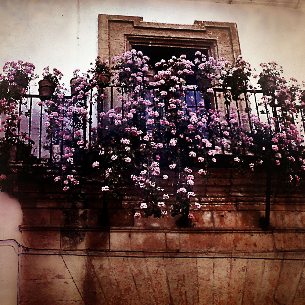 Pink Roses on a Paris Balcony Digital Image Download