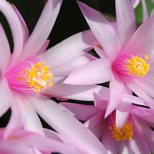Pink Sunrise Cactus Flower Close Up Digital Image Download
