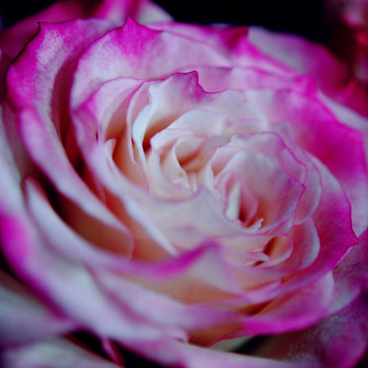 Pink tea Rose Close Up Digital Image Download