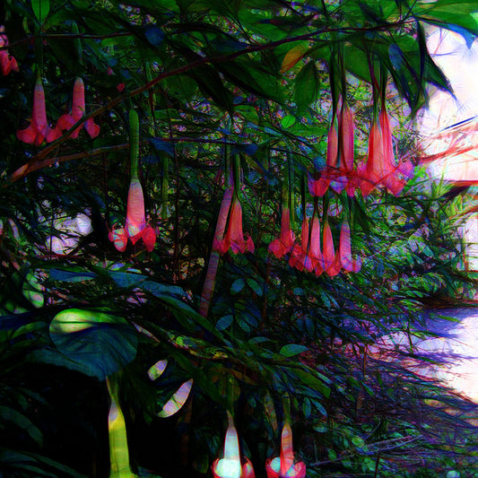 Pink Trumpet Flower Bush Digital Image download