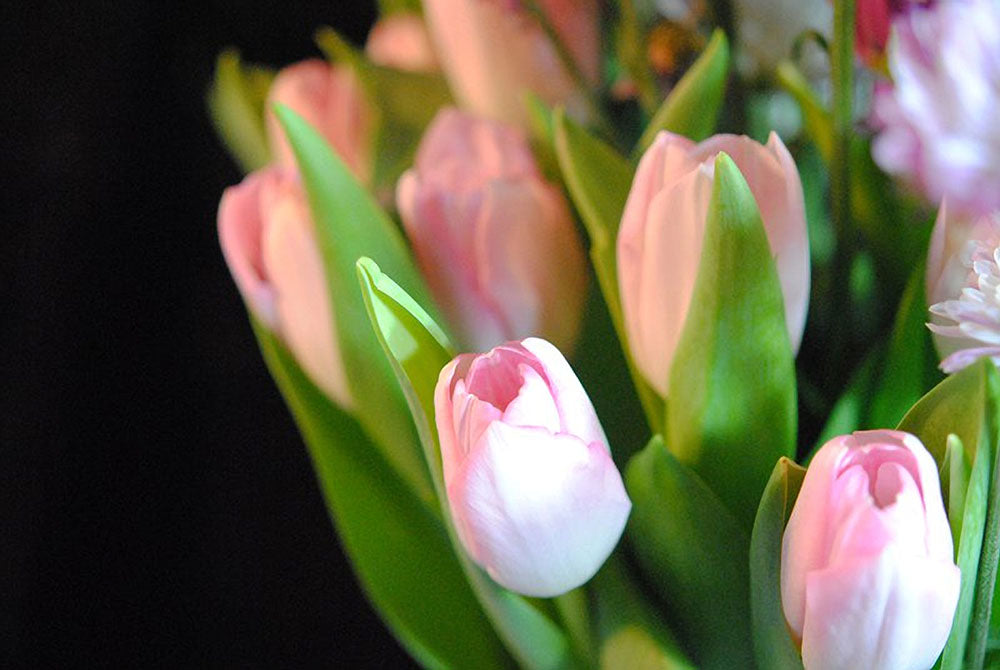 Pink Tulips Digital Image Download