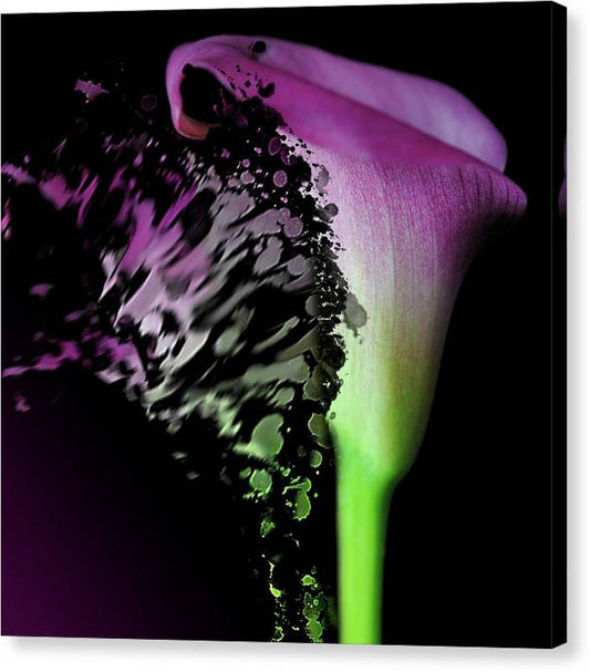 Purple Calla Lily Departs - Canvas Print