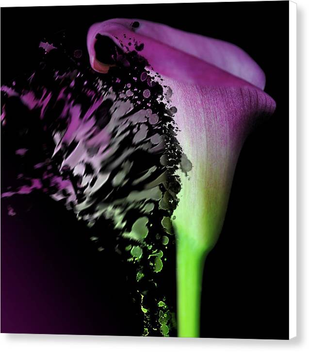 Purple Calla Lily Departs - Canvas Print