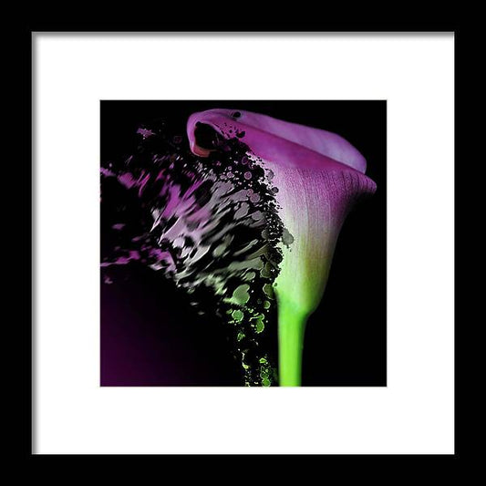 Purple Calla Lily Departs - Framed Print