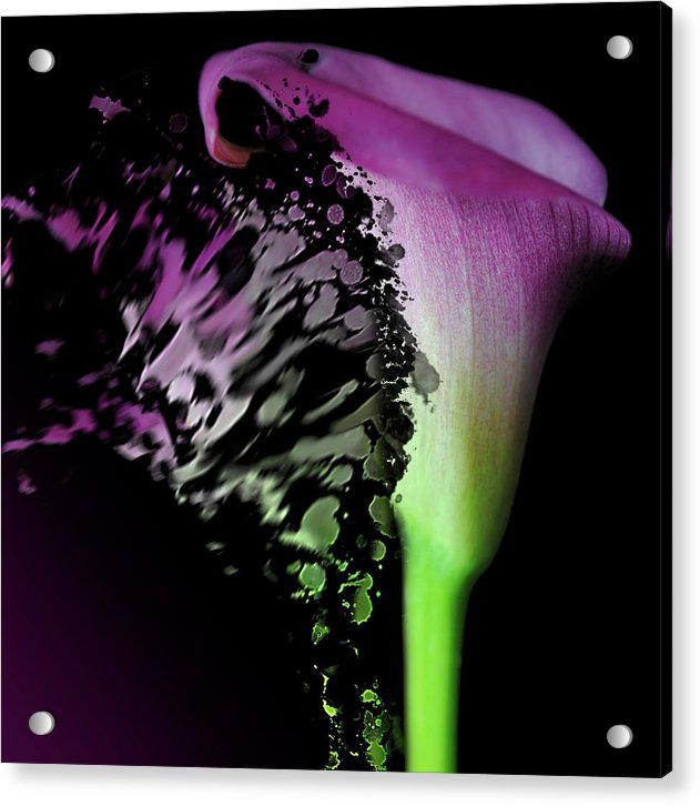 Purple Calla Lily Departs - Acrylic Print