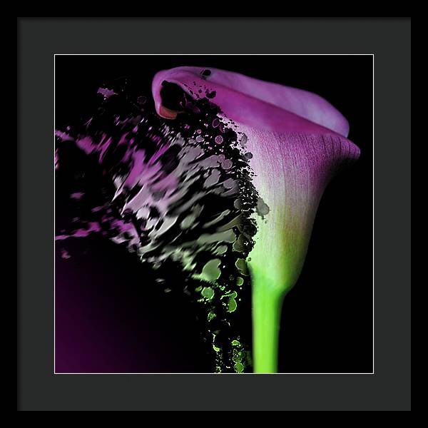 Purple Calla Lily Departs - Framed Print