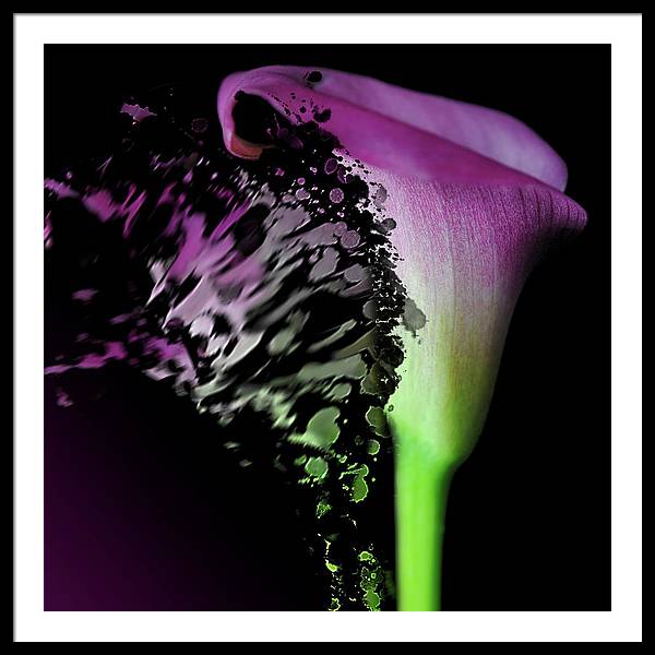 Purple Calla Lily Departs - Framed Print