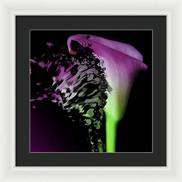 Purple Calla Lily Departs - Framed Print