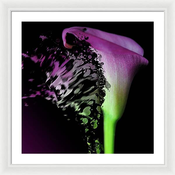 Purple Calla Lily Departs - Framed Print