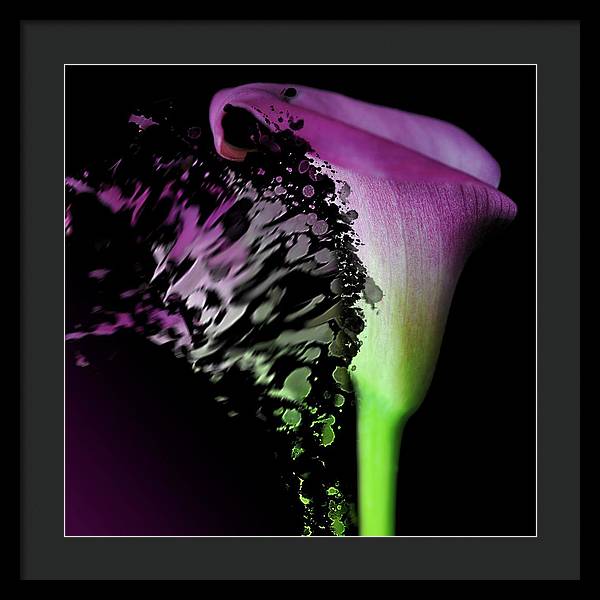 Purple Calla Lily Departs - Framed Print