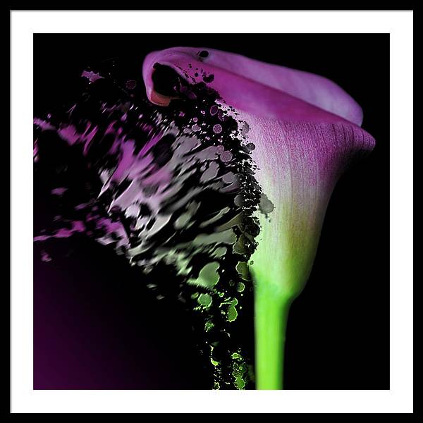 Purple Calla Lily Departs - Framed Print