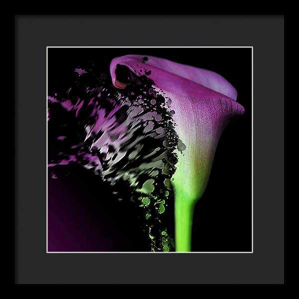 Purple Calla Lily Departs - Framed Print