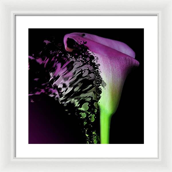 Purple Calla Lily Departs - Framed Print