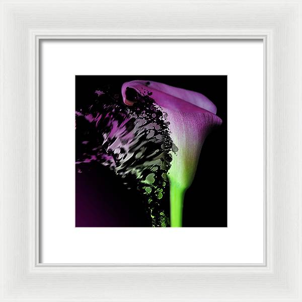 Purple Calla Lily Departs - Framed Print