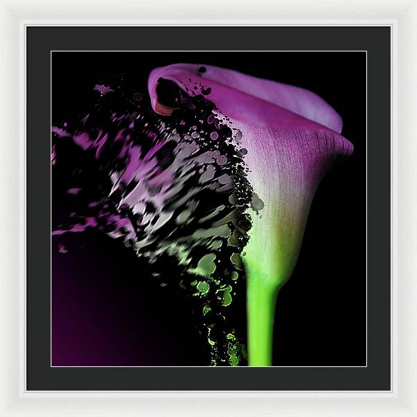 Purple Calla Lily Departs - Framed Print