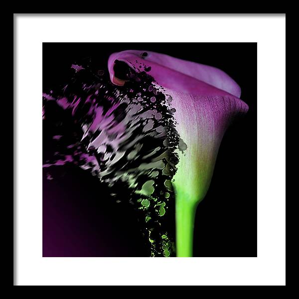 Purple Calla Lily Departs - Framed Print