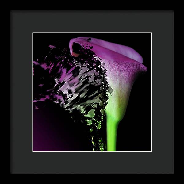 Purple Calla Lily Departs - Framed Print