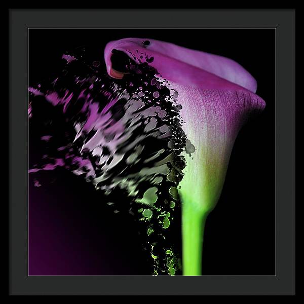 Purple Calla Lily Departs - Framed Print