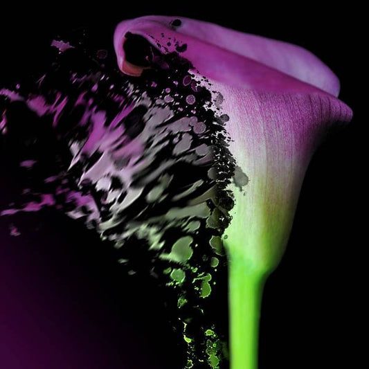 Purple Calla Lily Departs - Art Print