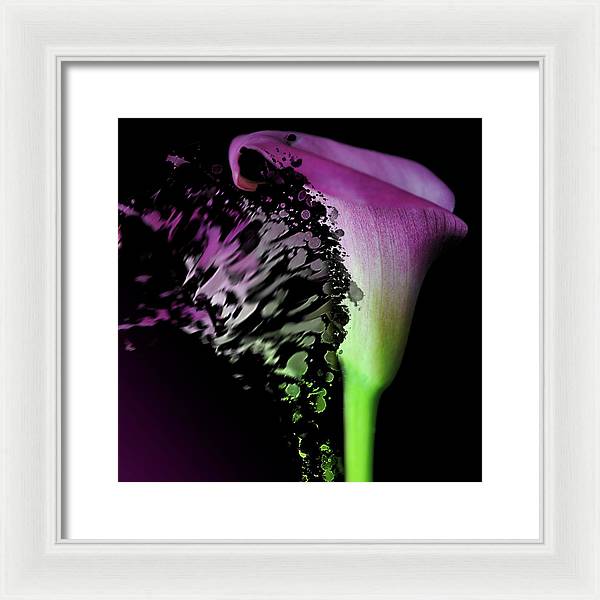 Purple Calla Lily Departs - Framed Print