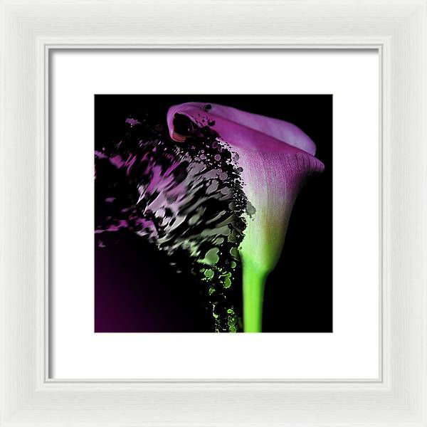 Purple Calla Lily Departs - Framed Print