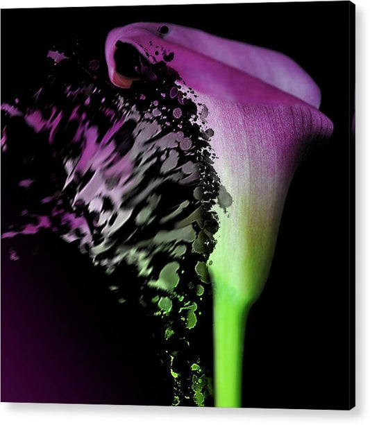 Purple Calla Lily Departs - Acrylic Print