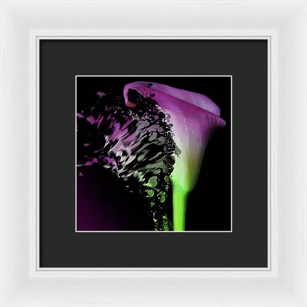 Purple Calla Lily Departs - Framed Print