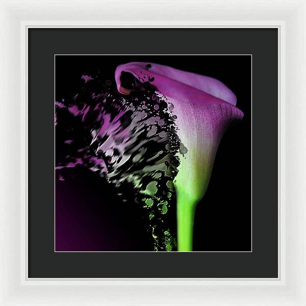 Purple Calla Lily Departs - Framed Print