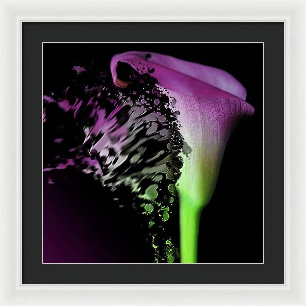 Purple Calla Lily Departs - Framed Print