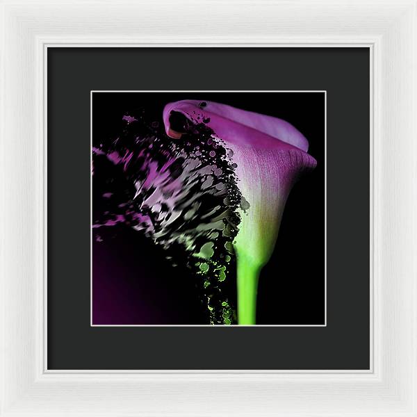 Purple Calla Lily Departs - Framed Print