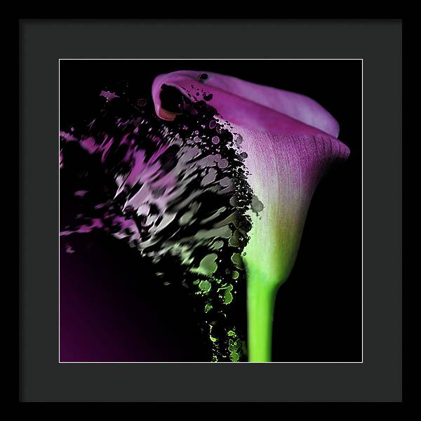 Purple Calla Lily Departs - Framed Print