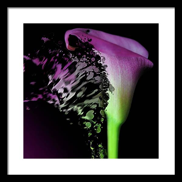 Purple Calla Lily Departs - Framed Print