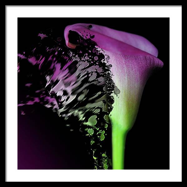 Purple Calla Lily Departs - Framed Print